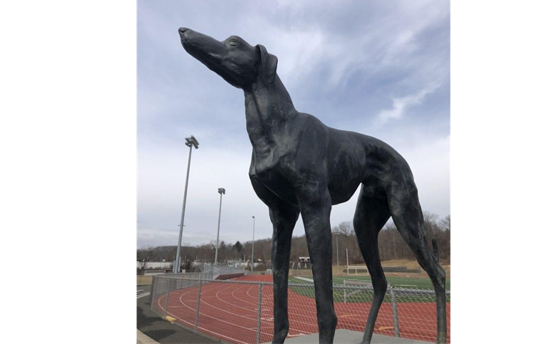 Greyhound