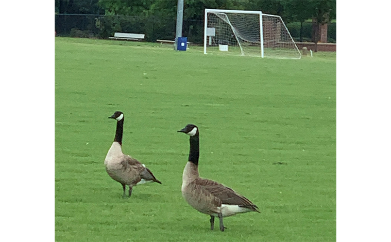 Soccer Guests